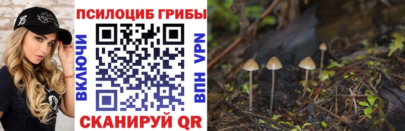 mega вход  сколько стоит  Гагарин  Псилоцибиновые грибы Psilocybine cubensis 